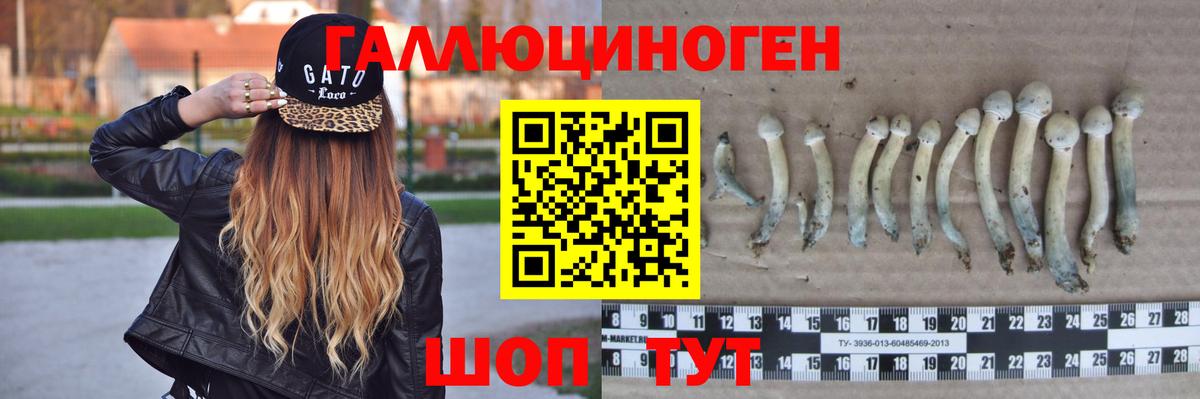 Черкесск  Псилоцибиновые грибы Psilocybine cubensis  закладки  Вход с VPN 